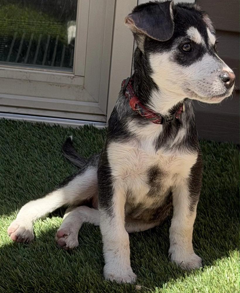 Enlarge Dally, a Adoptable mixed breed in Aurora, CO image 4/5