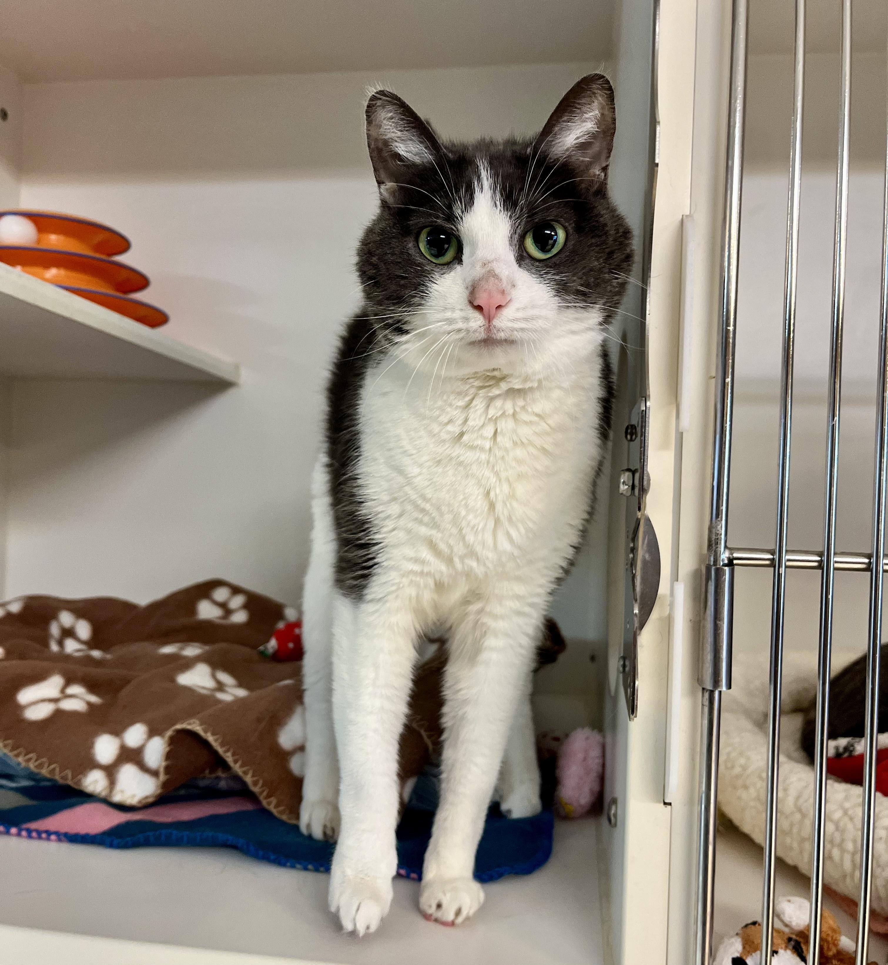 Gia, Senior Female Domestic Short Hair
