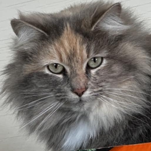 Améthyste, Adoptable, Adult Female Domestic Long Hair.