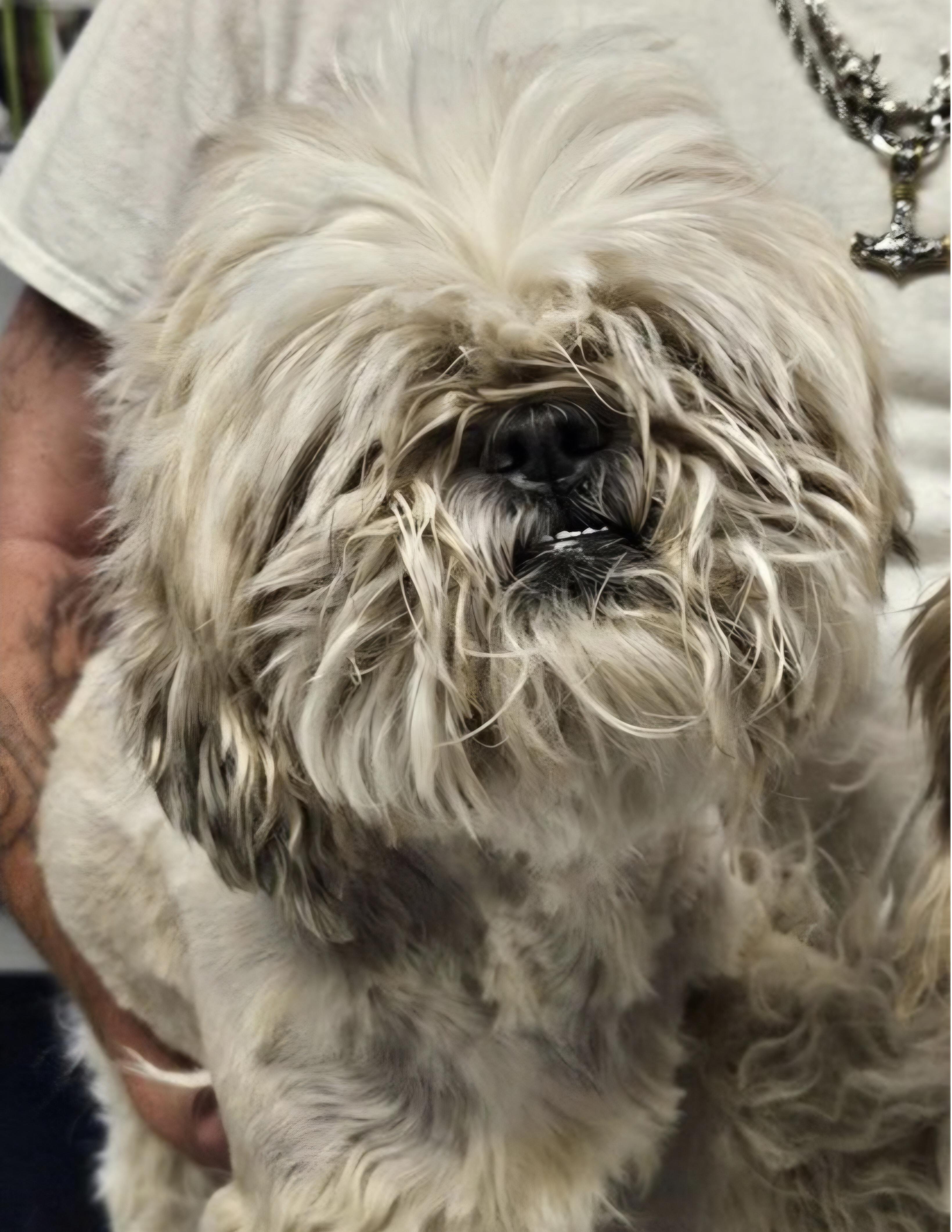 Enlarge Chip, an adopted mixed breed in Salt Lake City, UT image 2/3