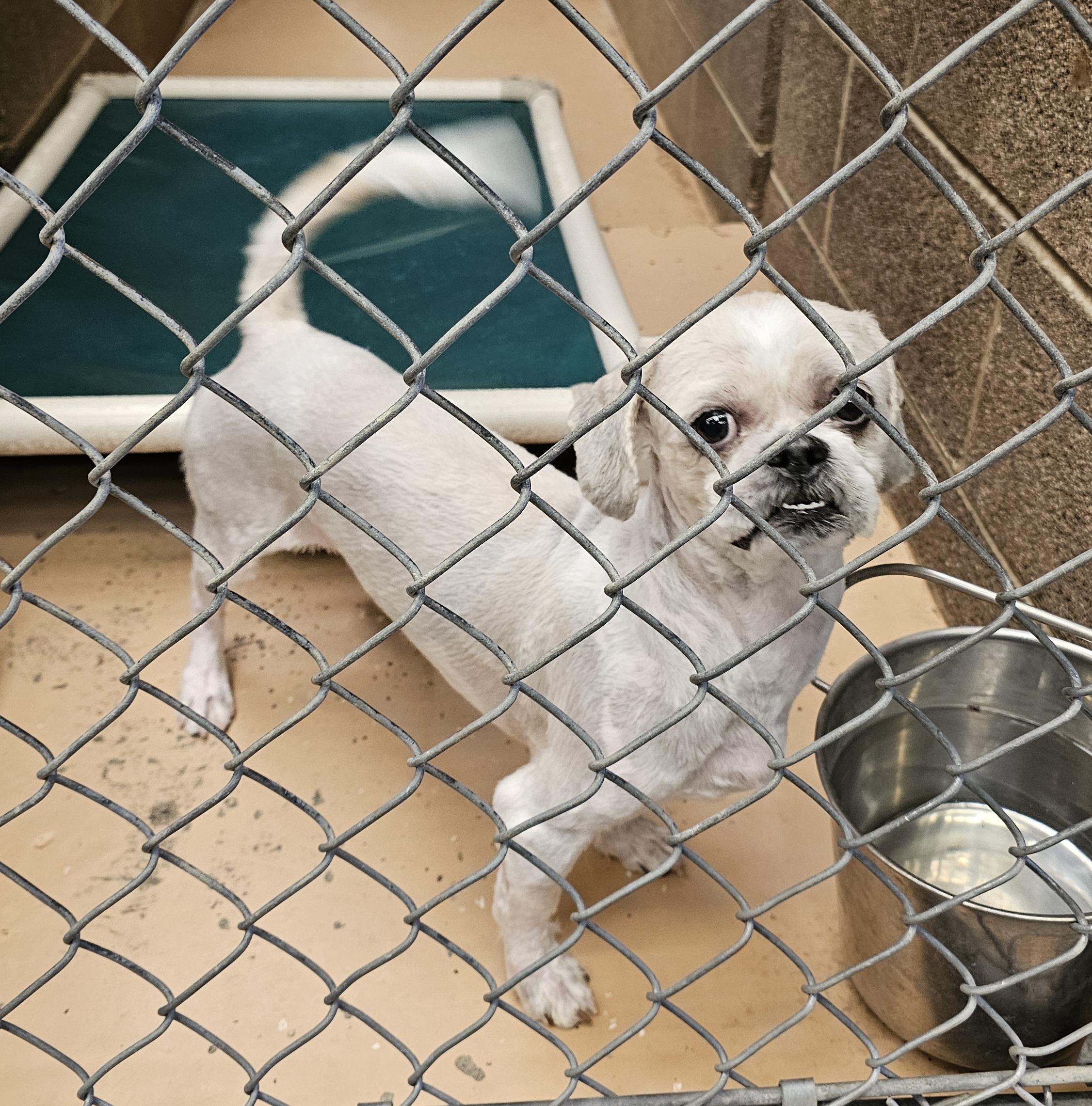 Enlarge Chip, an adopted mixed breed in Salt Lake City, UT image 1/3