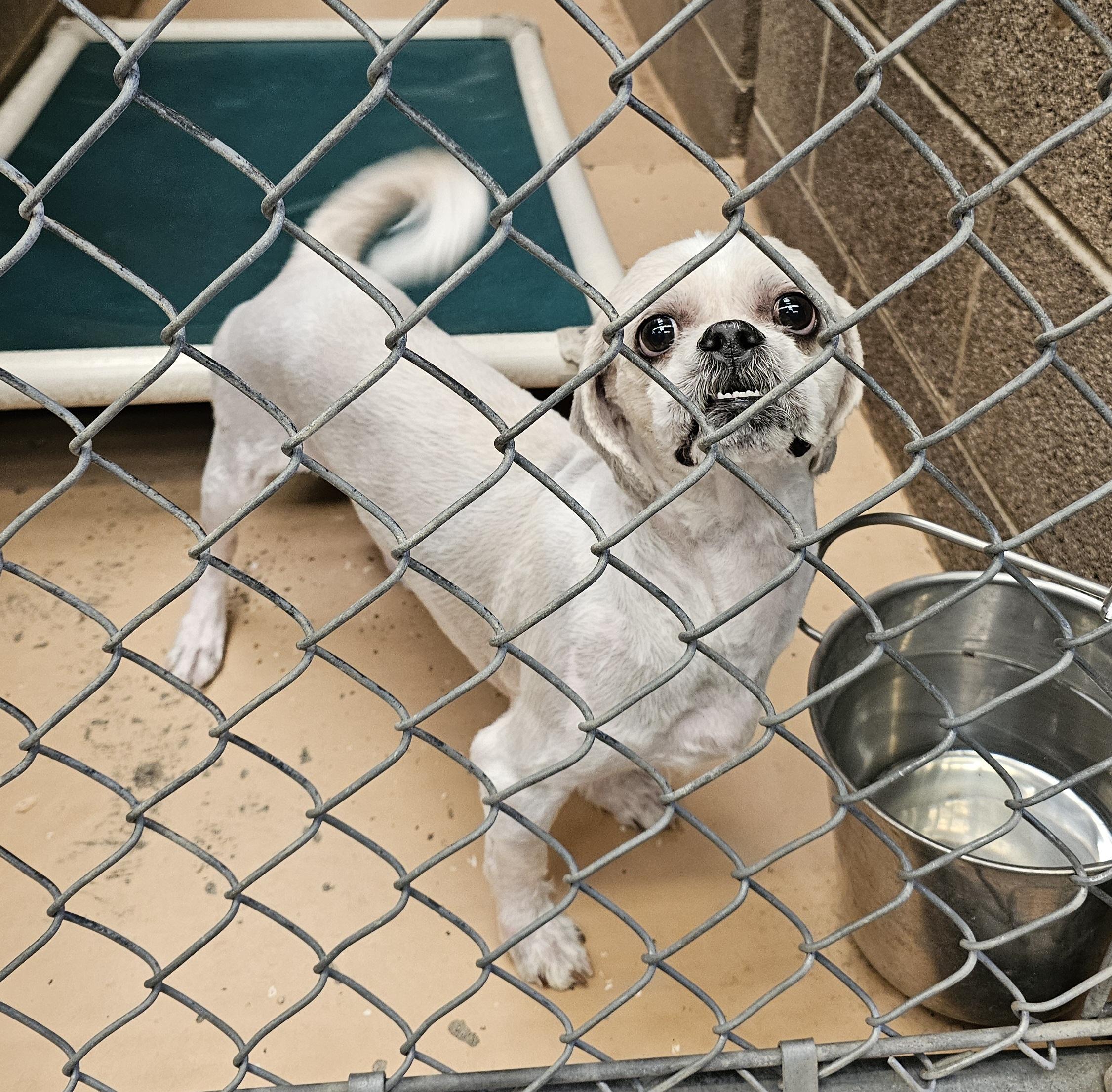 Enlarge Chip, an adopted mixed breed in Salt Lake City, UT image 3/3