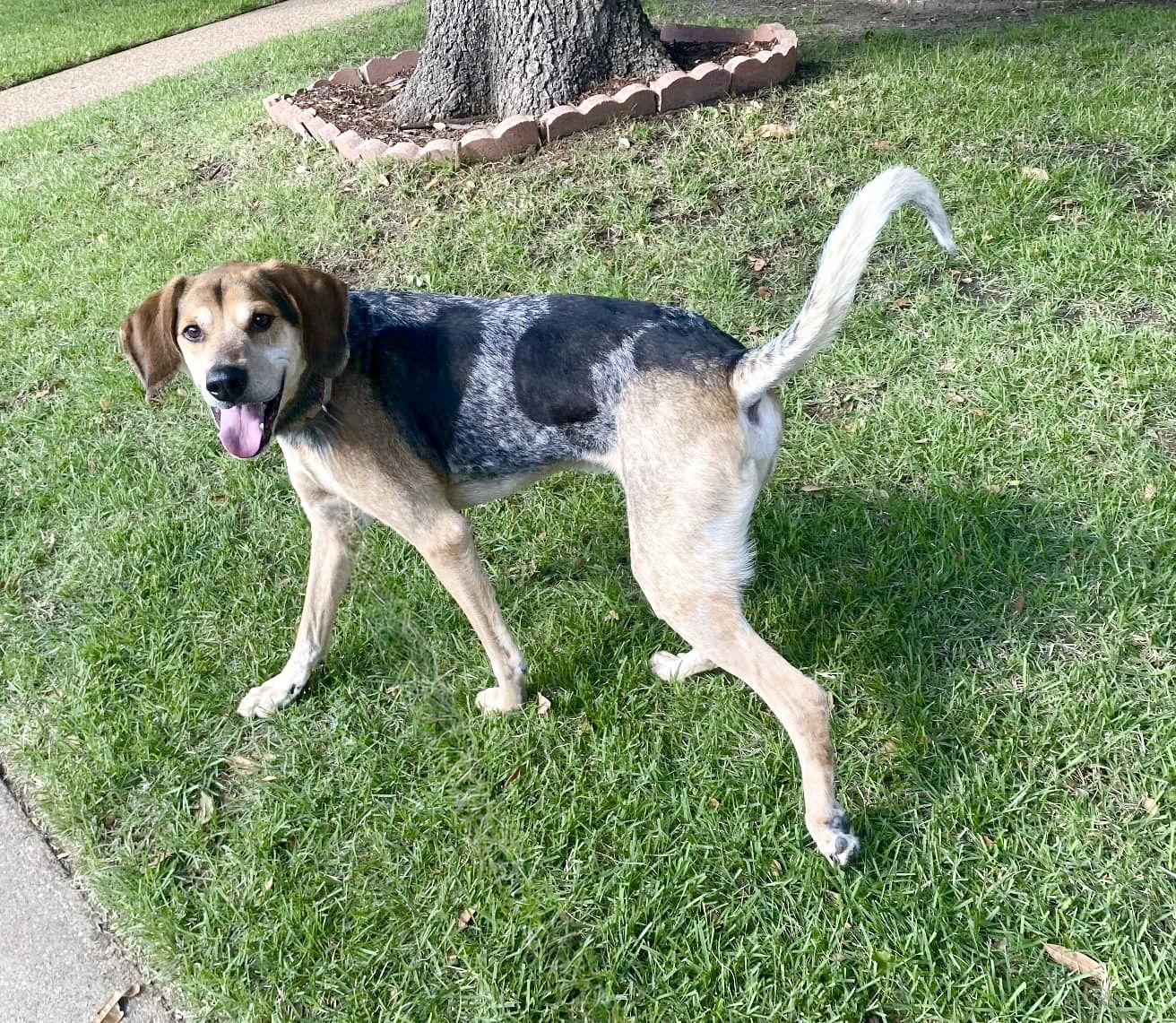 Enlarge Azro, a Adoptable Treeing Walker Coonhound image 2/3