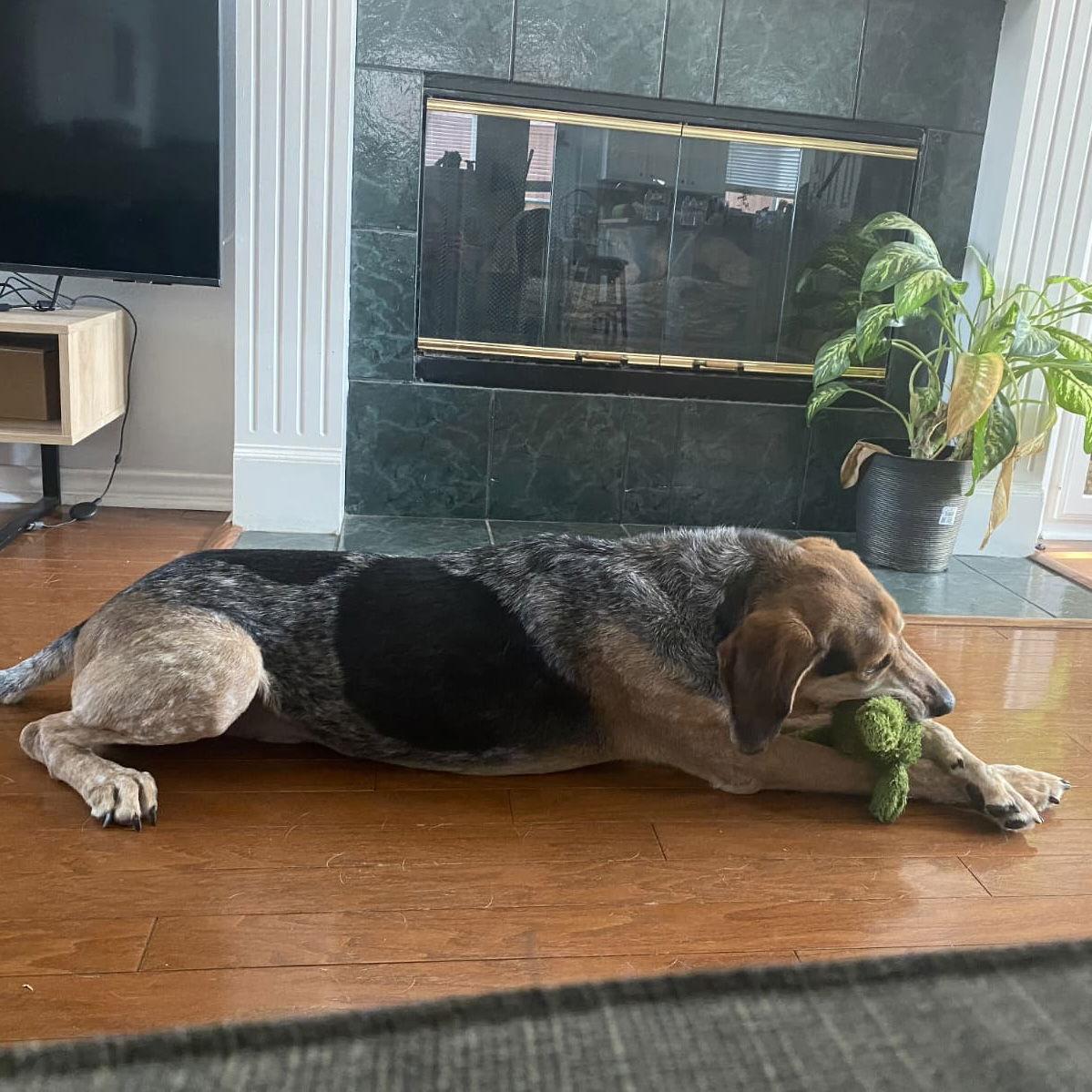 Enlarge Azro, a Adoptable Treeing Walker Coonhound image 3/3