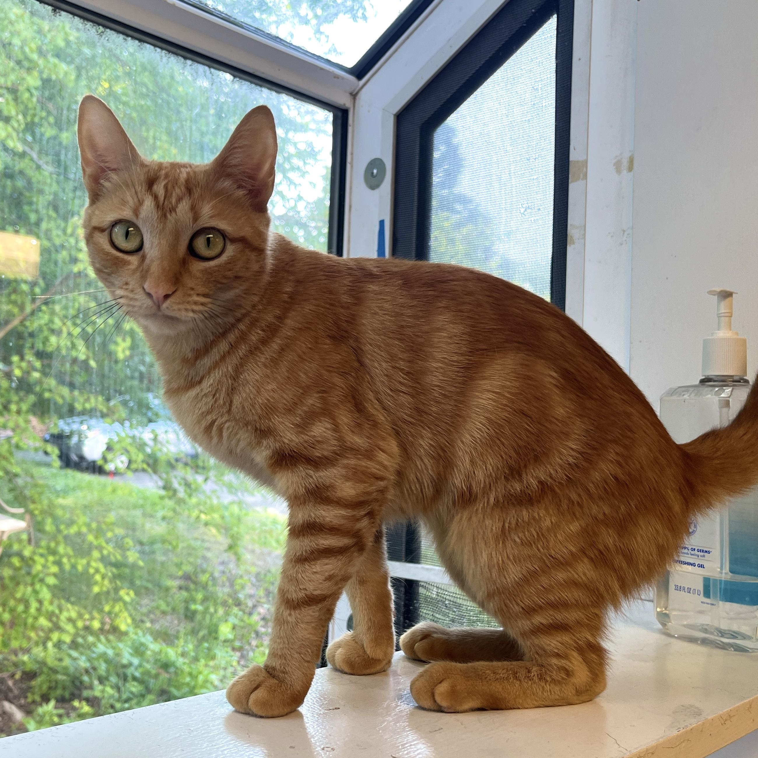 Luna, ADOPTABLE, Young Female Domestic Short Hair.