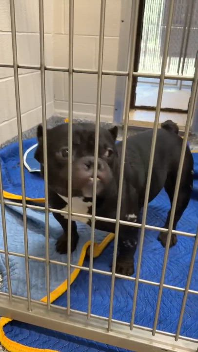 Enlarge Liberty , a ADOPTABLE Bulldog in Minooka, IL video 2/2