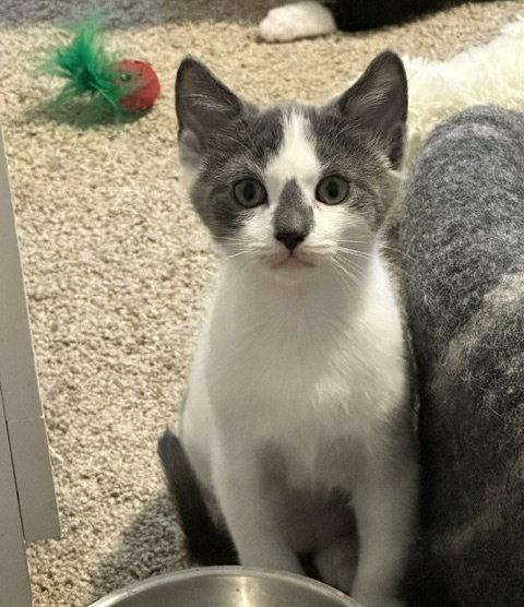 Monty, Adopted, Young Male American Shorthair.