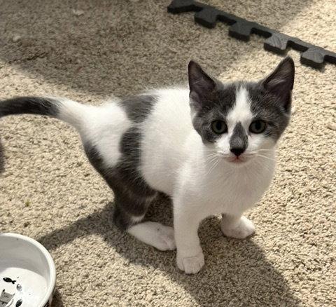 Enlarge Monty, a Adopted American Shorthair in Rockville, MD image 2/3