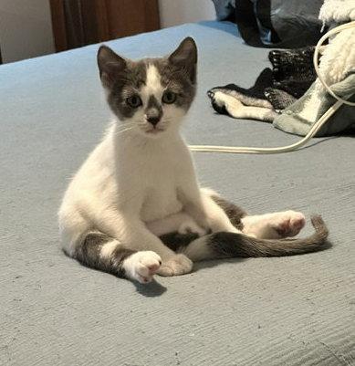 Enlarge Monty, a Adopted American Shorthair in Rockville, MD image 3/3