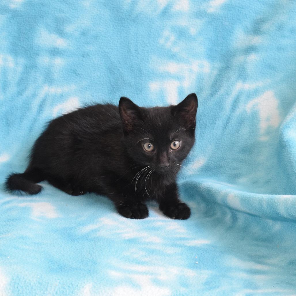 Mercedes, Adoptable, Kitten Female Domestic Short Hair.