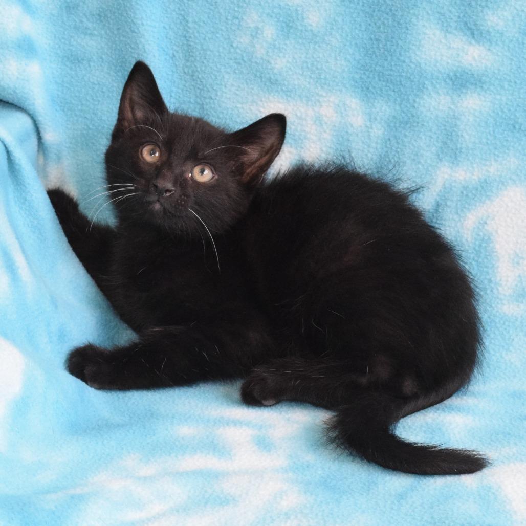 Mercedes, a Adoptable Domestic Short Hair in Eureka, CA image 2/3
