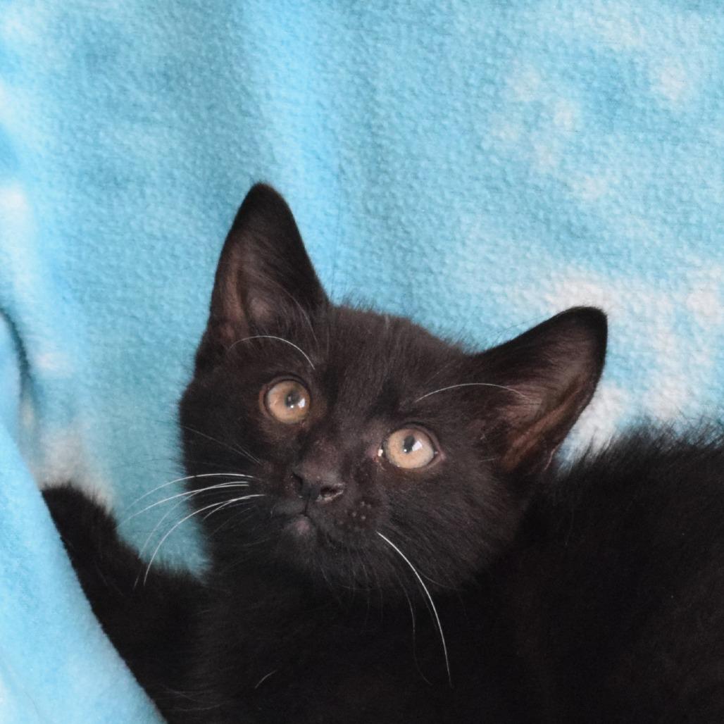 Mercedes, a Adoptable Domestic Short Hair in Eureka, CA image 3/3