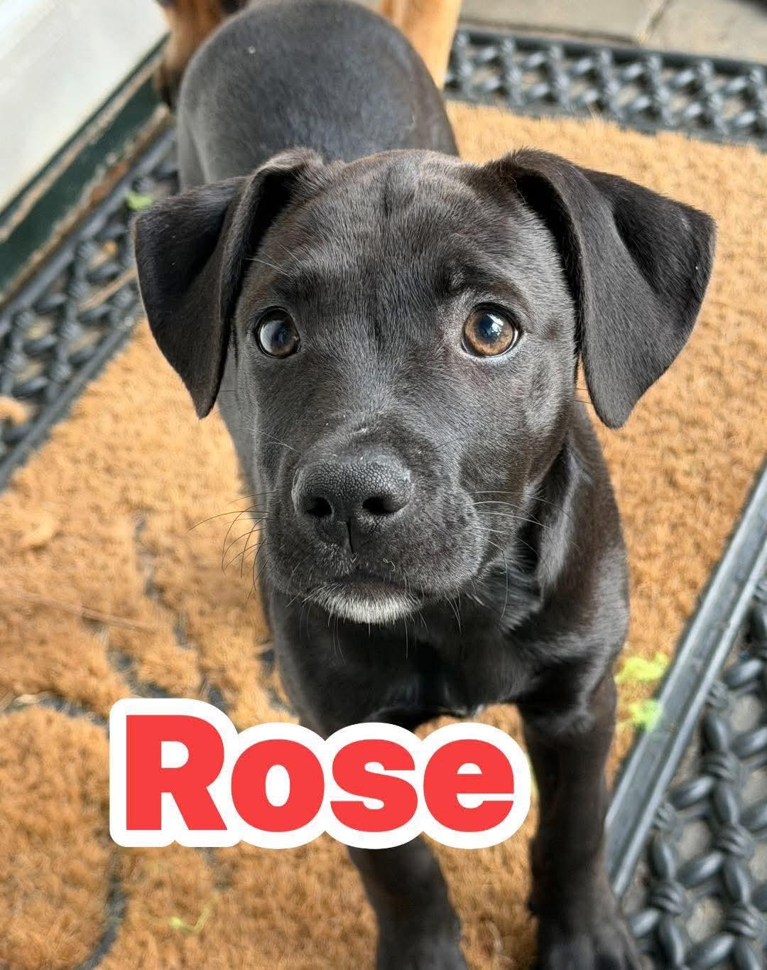 Enlarge Rose, an adopted mixed breed in Toms River, NJ image 2/2