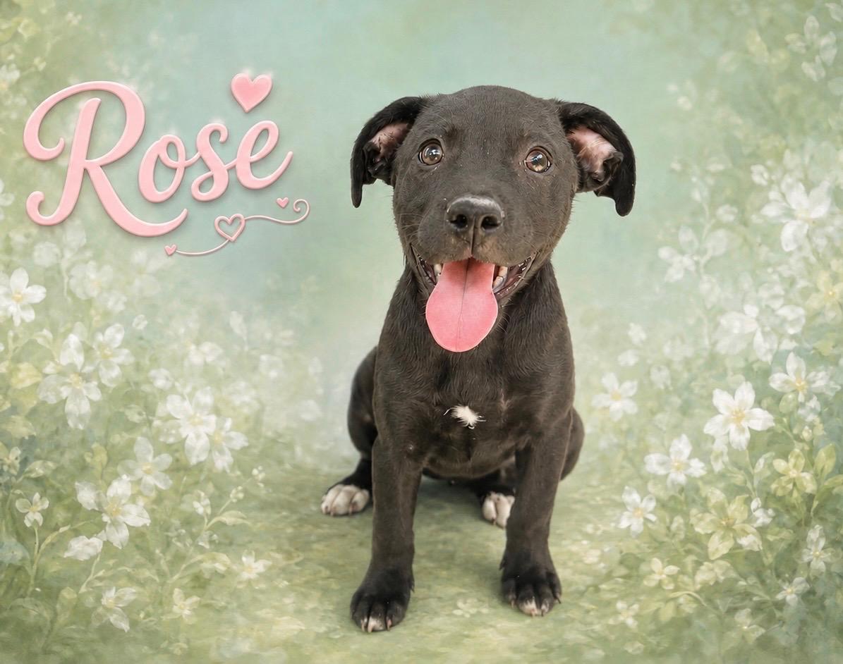 Rose, adopted, Puppy Female Mixed Breed.