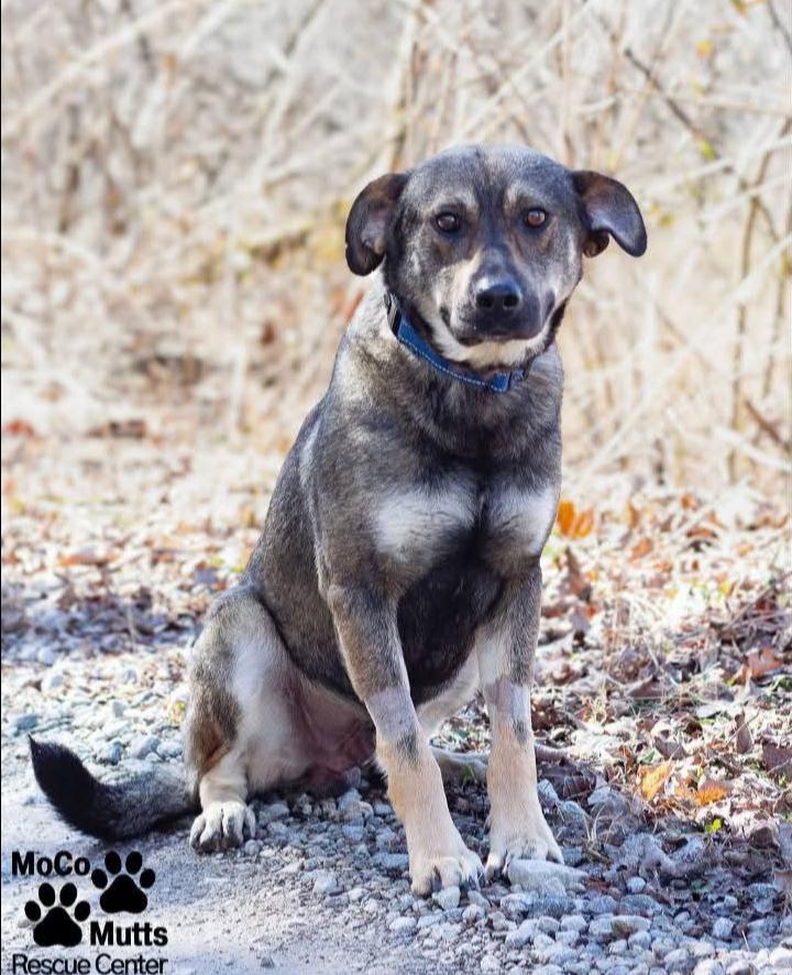 Romeo, ADOPTABLE, Adult Male German Shepherd Dog.