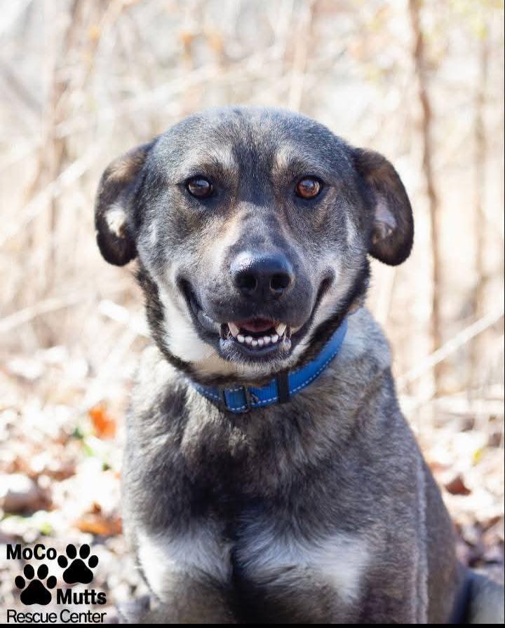 Enlarge Romeo, a ADOPTABLE mixed breed in Sunbright, TN image 2/2