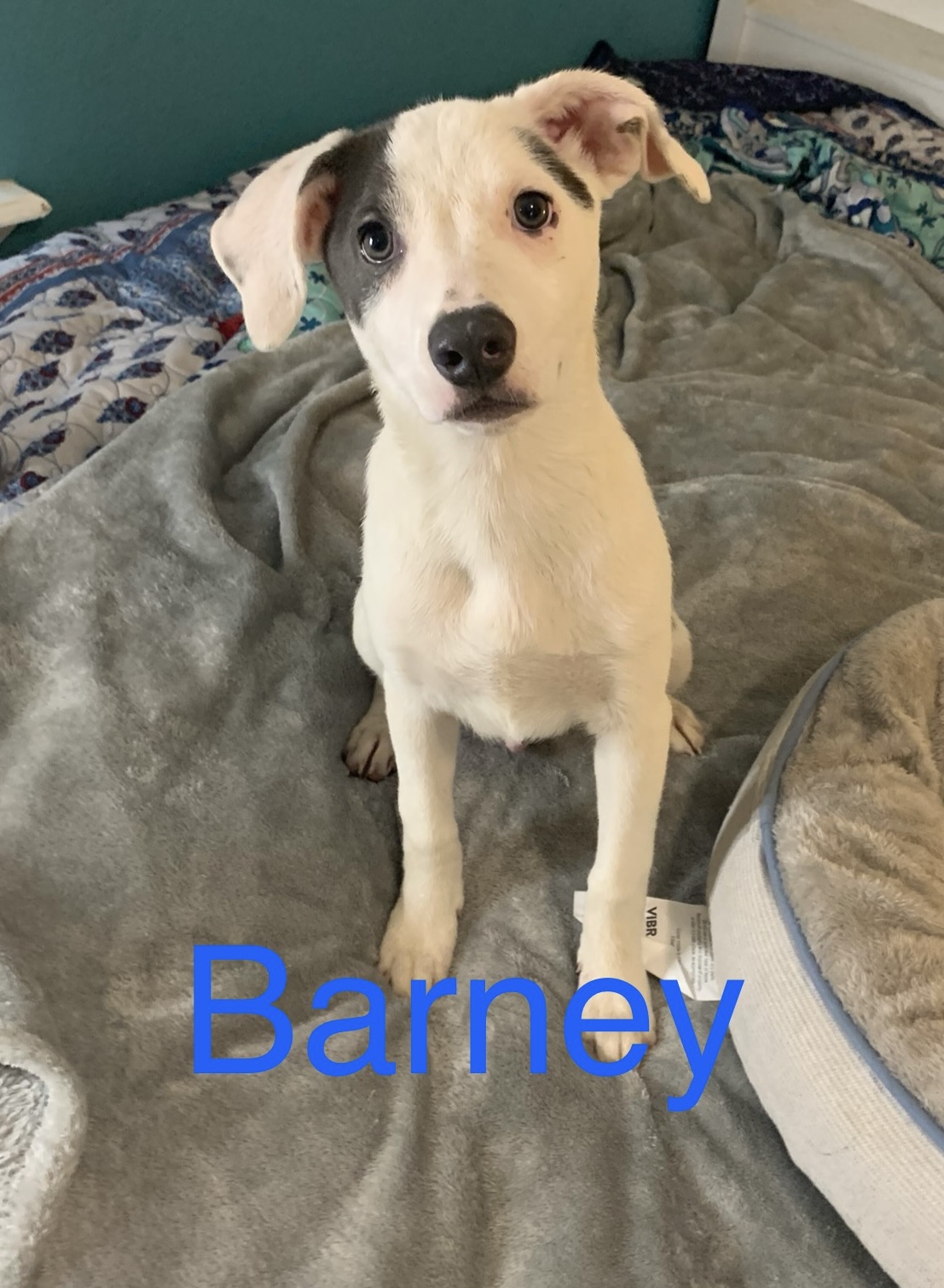 Barney