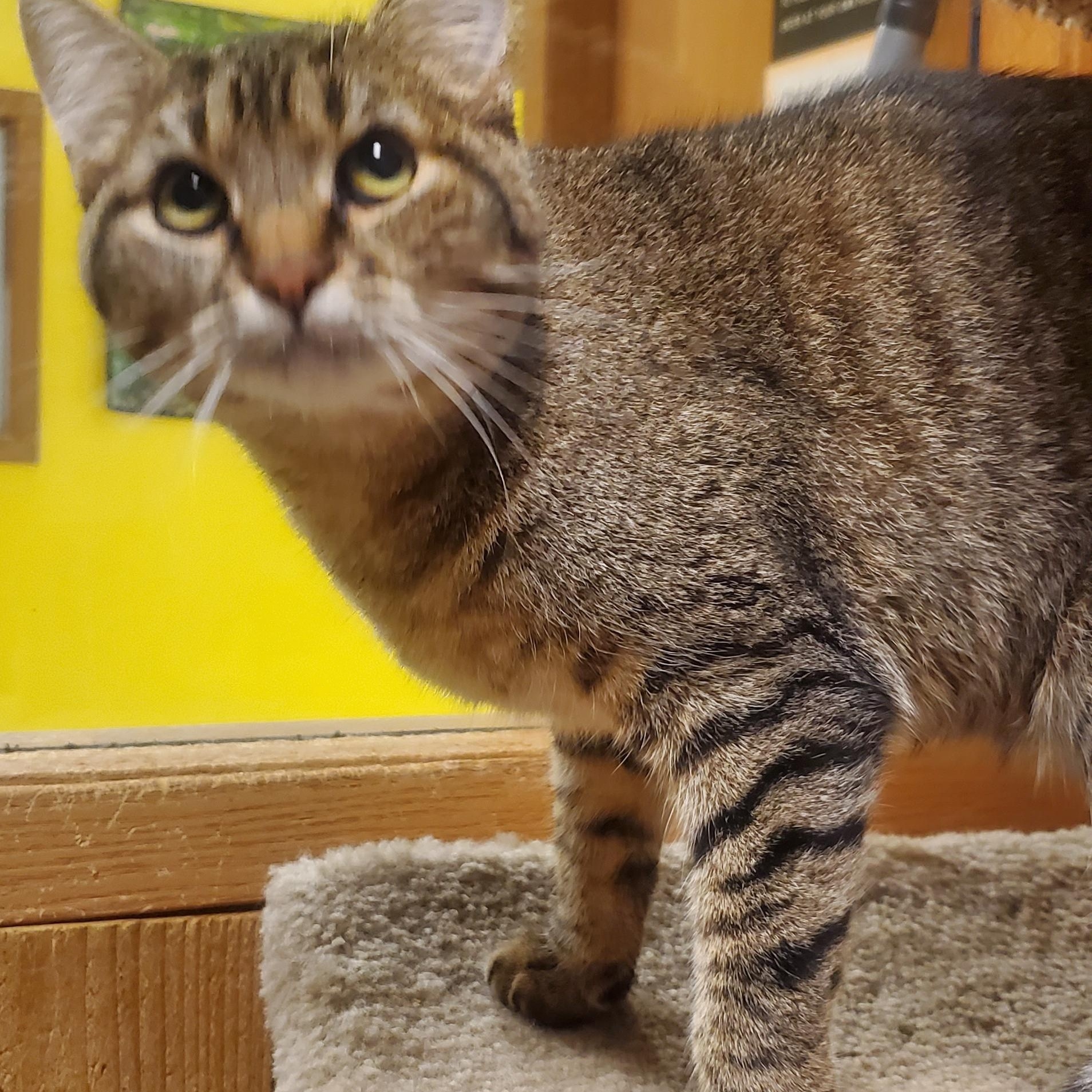 Enlarge TOOTSIE, an adoptable Domestic Short Hair in Spokane, WA image 3/3