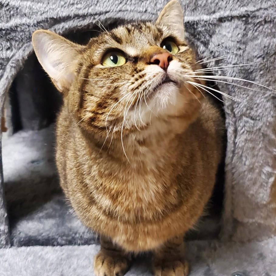 Enlarge TOOTSIE, an adoptable Domestic Short Hair in Spokane, WA image 1/3