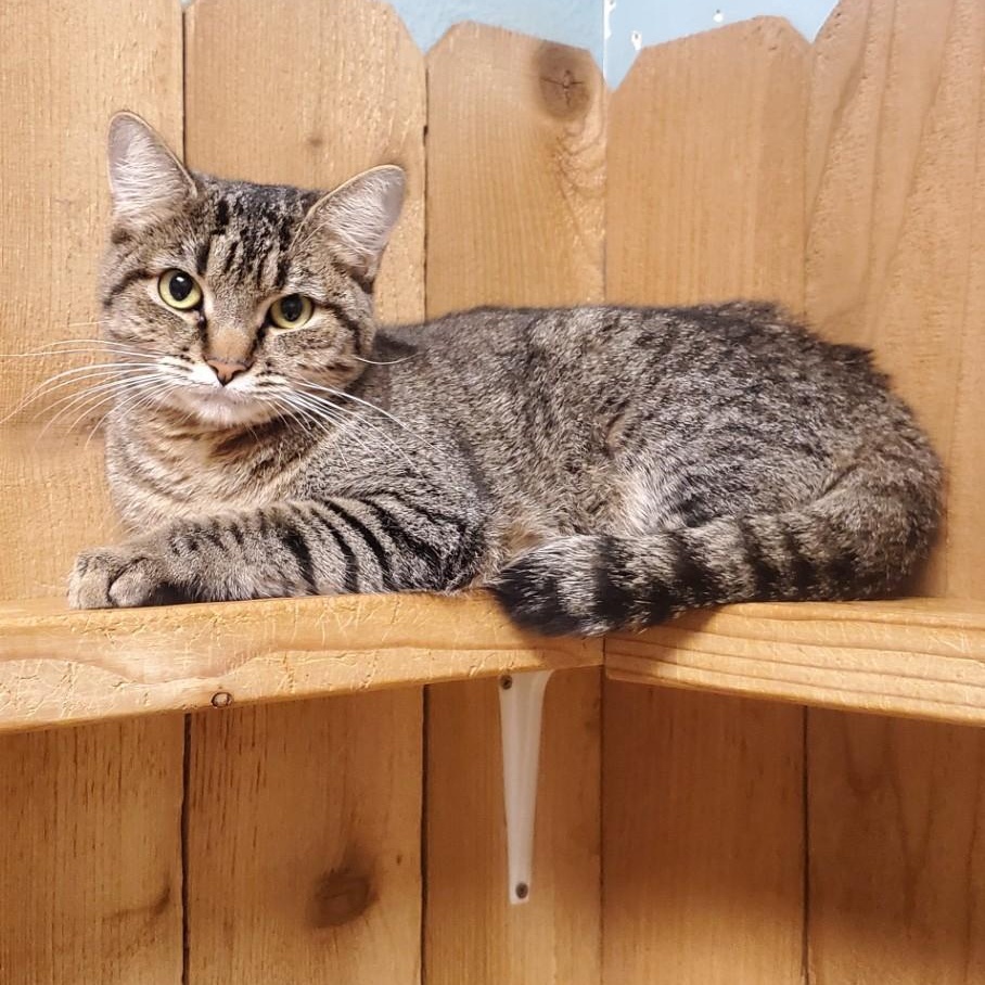 TOOTSIE, adoptable, Adult Female Domestic Short Hair.