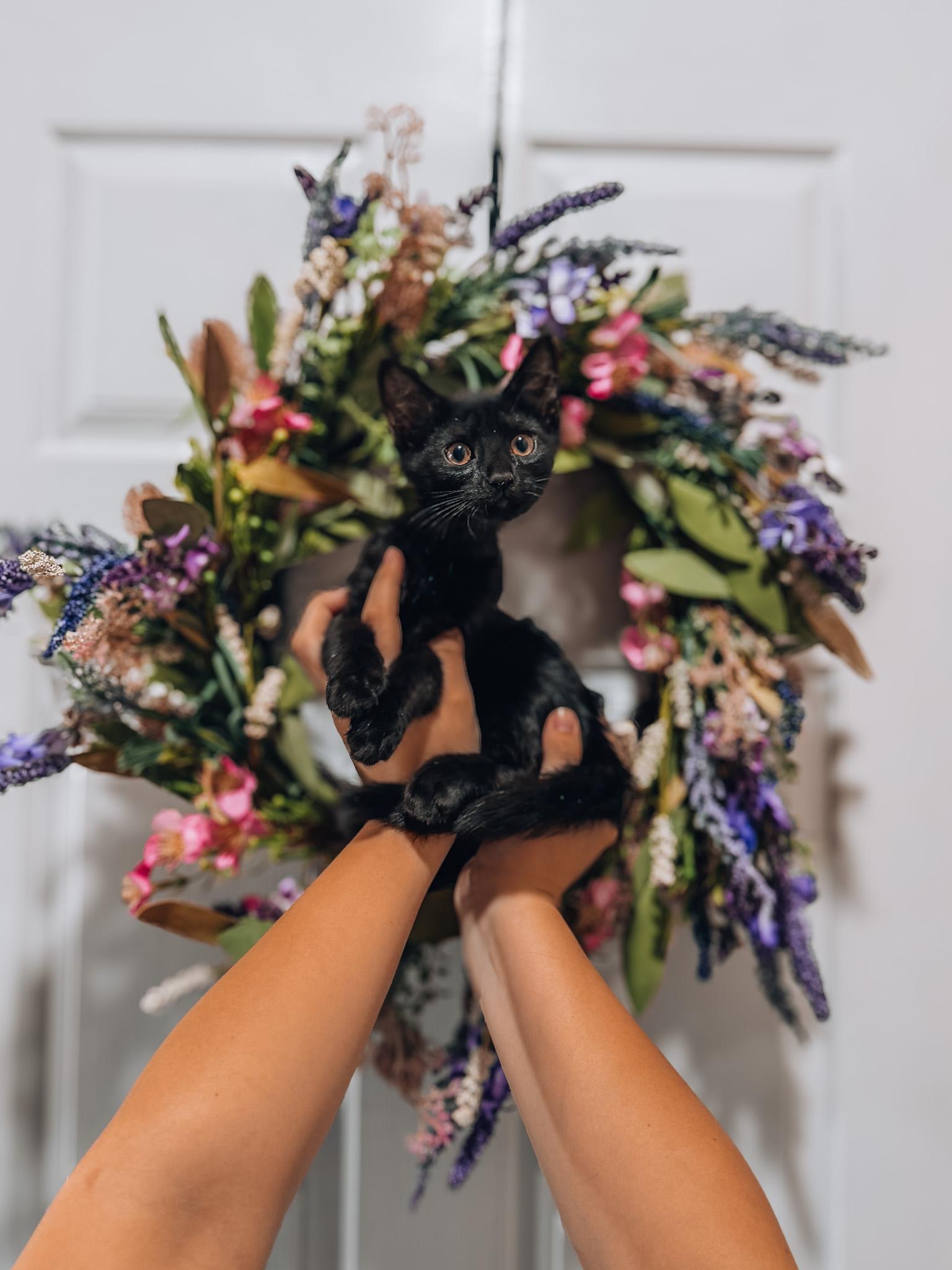 Thackery Binx, ADOPTABLE, Kitten Male Domestic Short Hair.