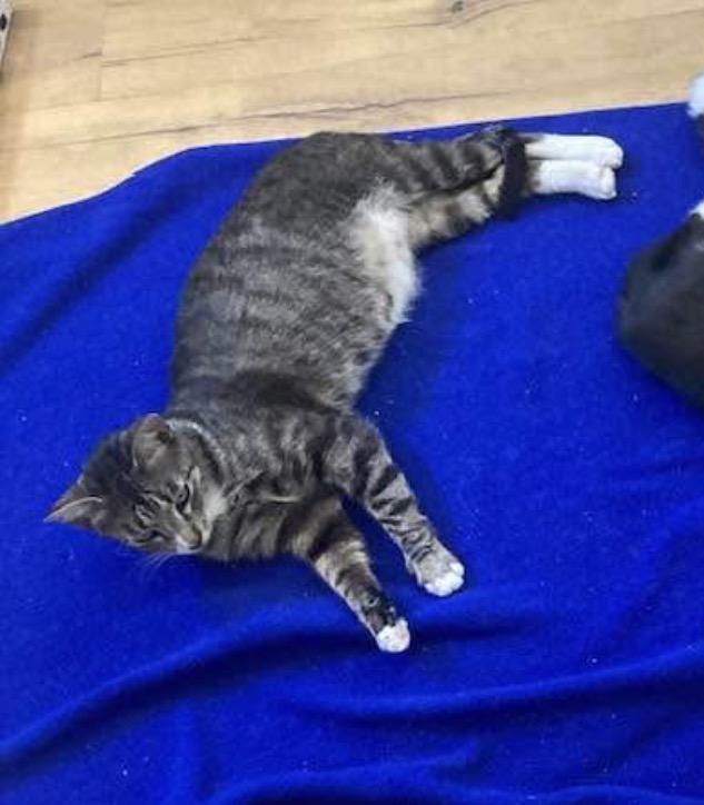 Gina Belle, ADOPTABLE, Adult Female Tabby.
