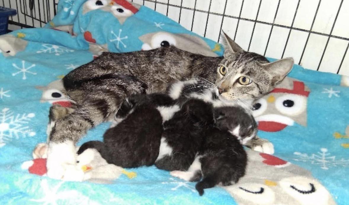 Gina Belle, a ADOPTABLE Tabby in Huntington Beach, CA image 2/2
