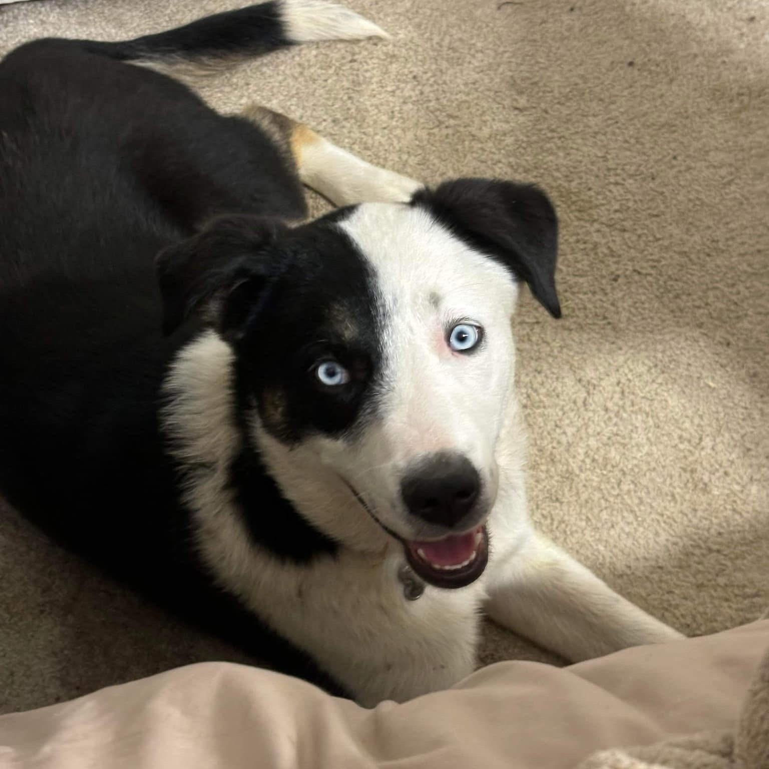 Maxx, ADOPTABLE, Adult Male Collie & Australian Cattle Dog / Blue Heeler.