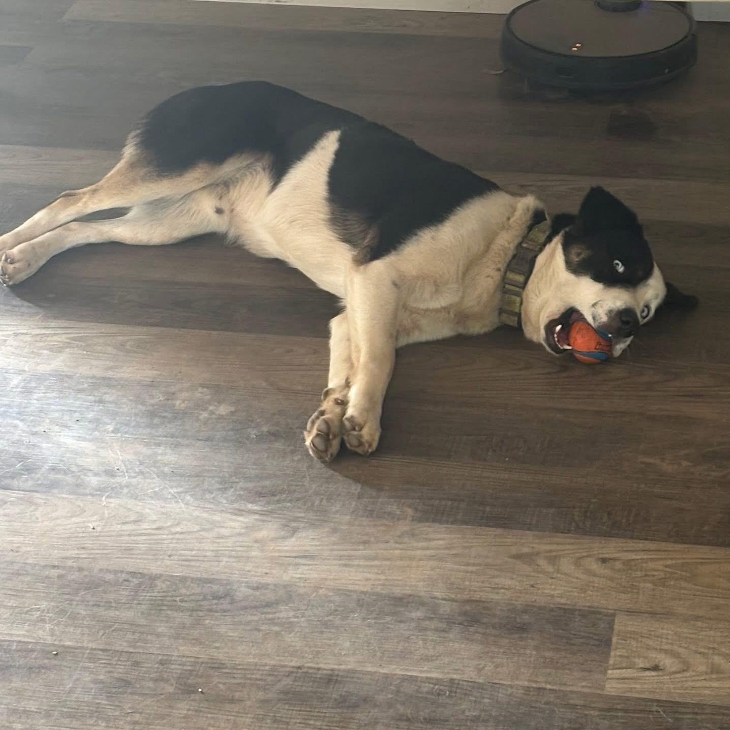 Enlarge Maxx, a ADOPTABLE mixed breed in Yukon, OK image 2/2