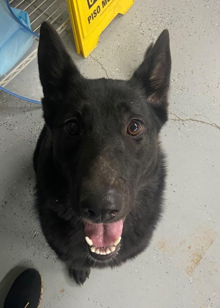 Athena, Adoptable, Young Female German Shepherd Dog.