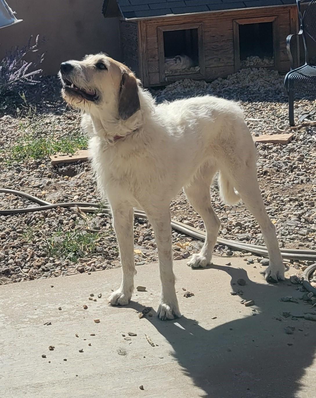 Frannie, an adoptable Anatolian Shepherd, Hound in San Luis, CO, 81152 | Photo Image 4