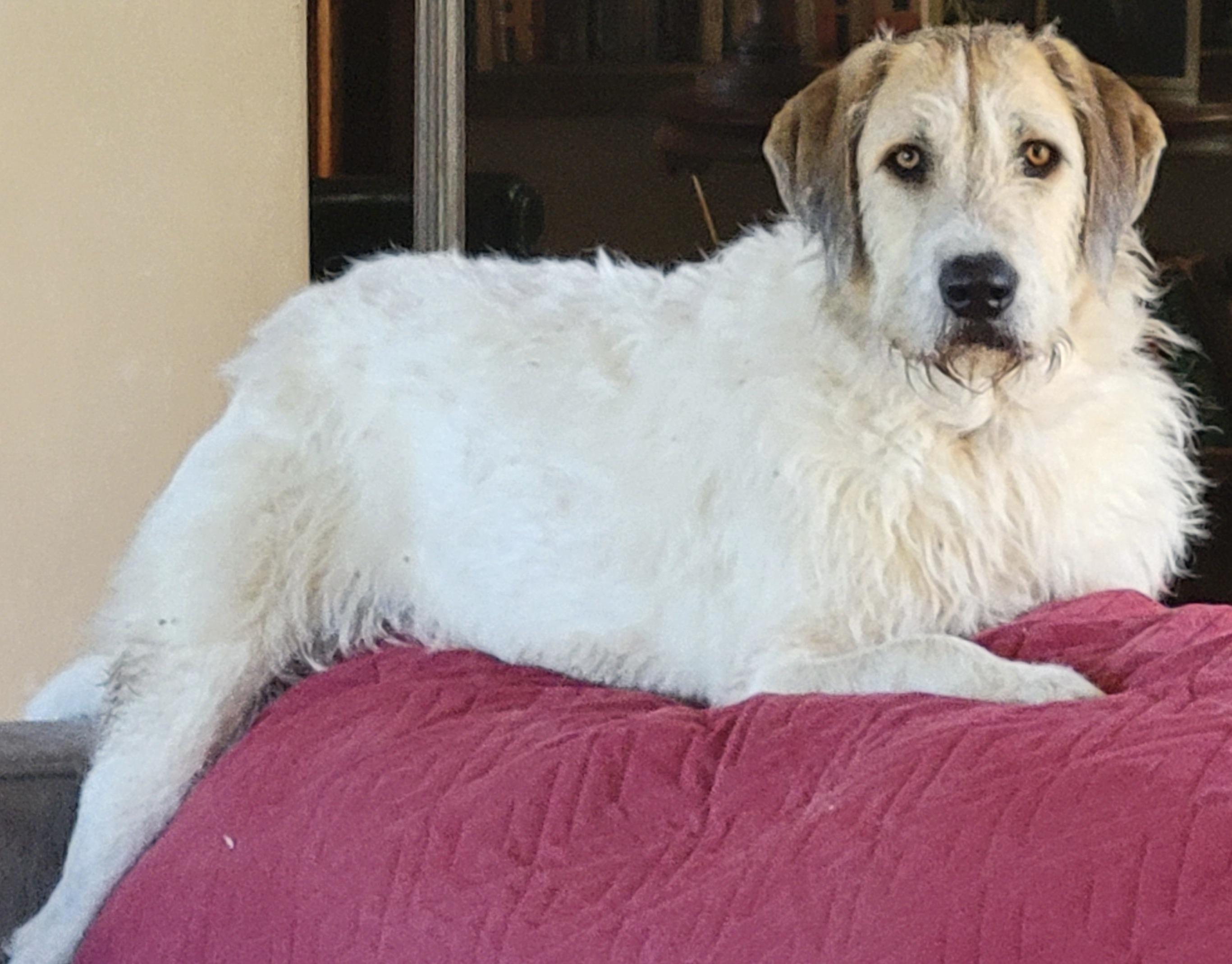 Frannie, an adoptable Anatolian Shepherd, Hound in San Luis, CO, 81152 | Photo Image 1