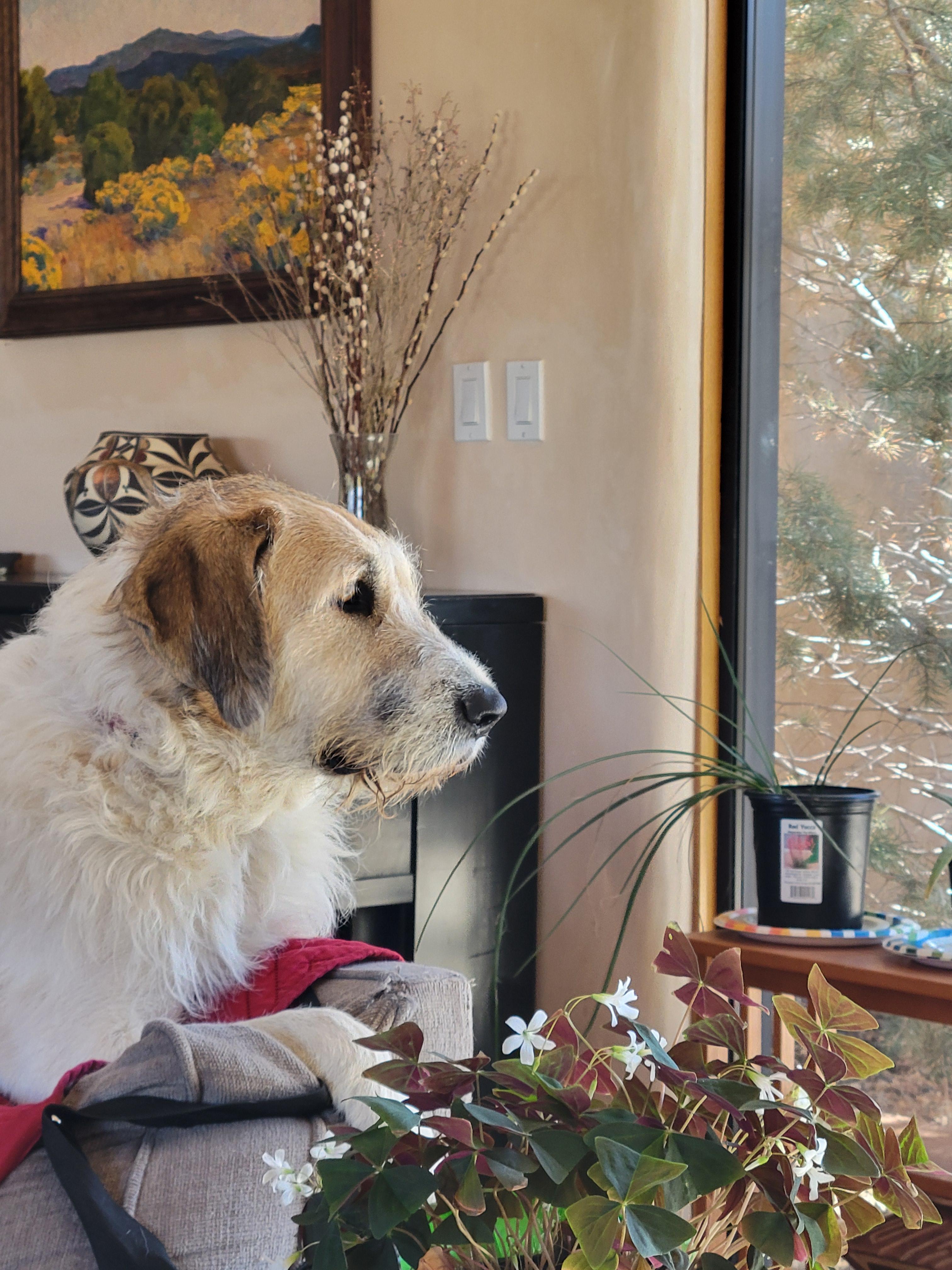 Frannie, an adoptable Anatolian Shepherd, Hound in San Luis, CO, 81152 | Photo Image 2