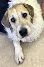Frannie, an adoptable Anatolian Shepherd, Hound in San Luis, CO, 81152 | Photo Image 5