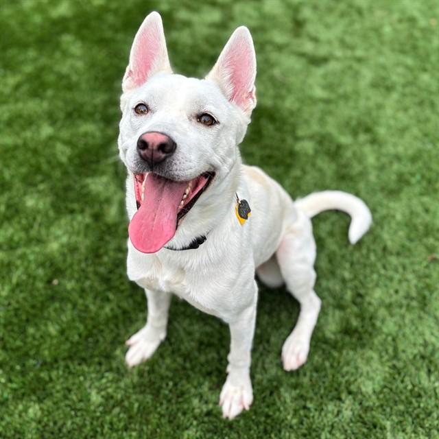 BEATRICE, Adoptable, Young Female Siberian Husky & Mixed Breed.