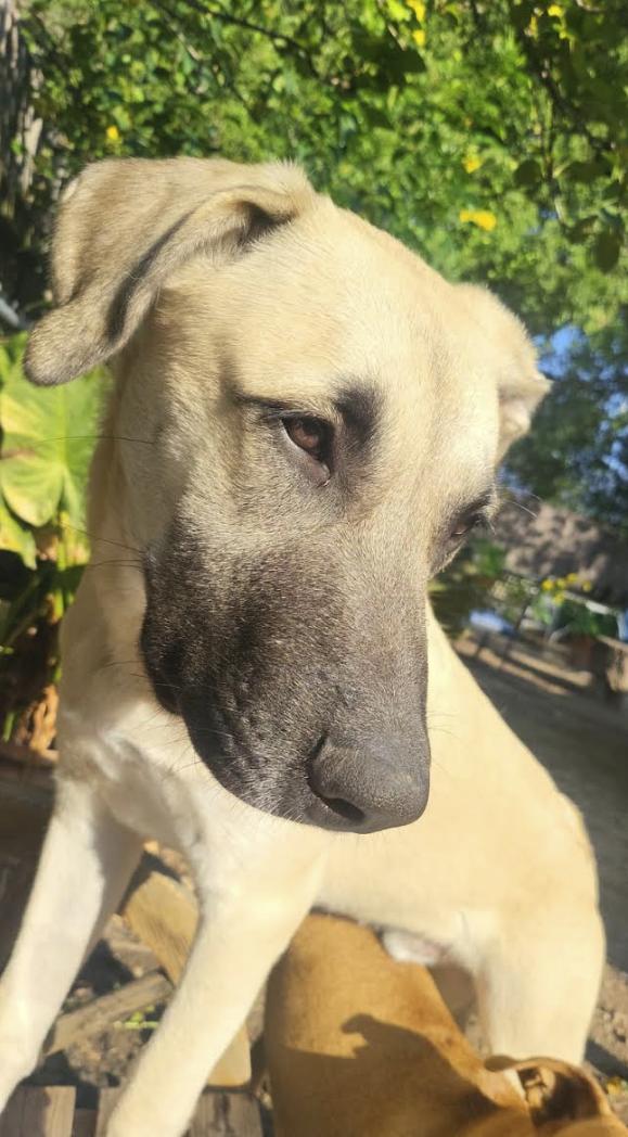 Coco, Adoptable, Puppy Male Chocolate Labrador Retriever & Black Mouth Cur.