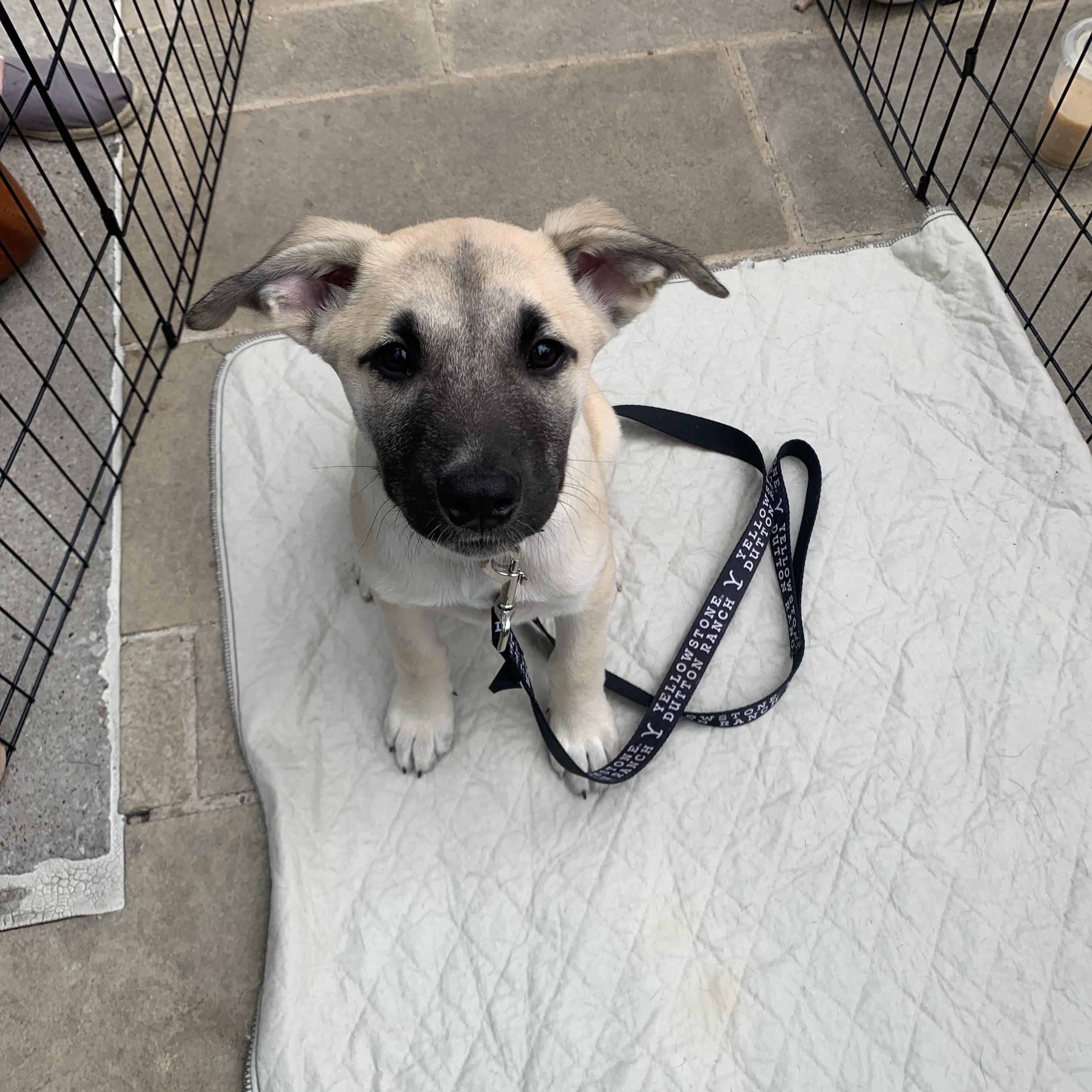 Enlarge Coco, a Adoptable mixed breed in Lago Vista, TX image 6/6