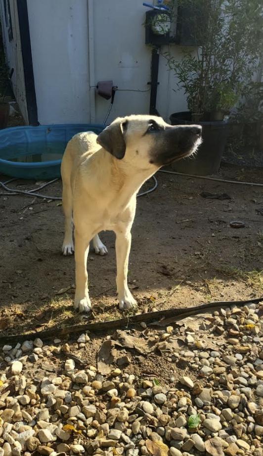 Enlarge Coco, a Adoptable mixed breed in Lago Vista, TX image 5/6