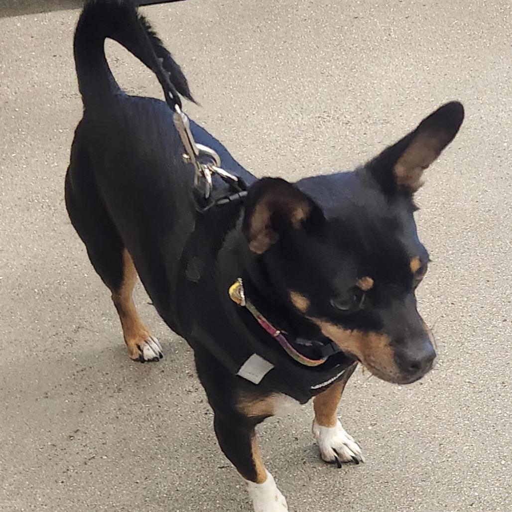 Fideo A1367086, a Adoptable mixed breed in Las Vegas, NV image 3/5