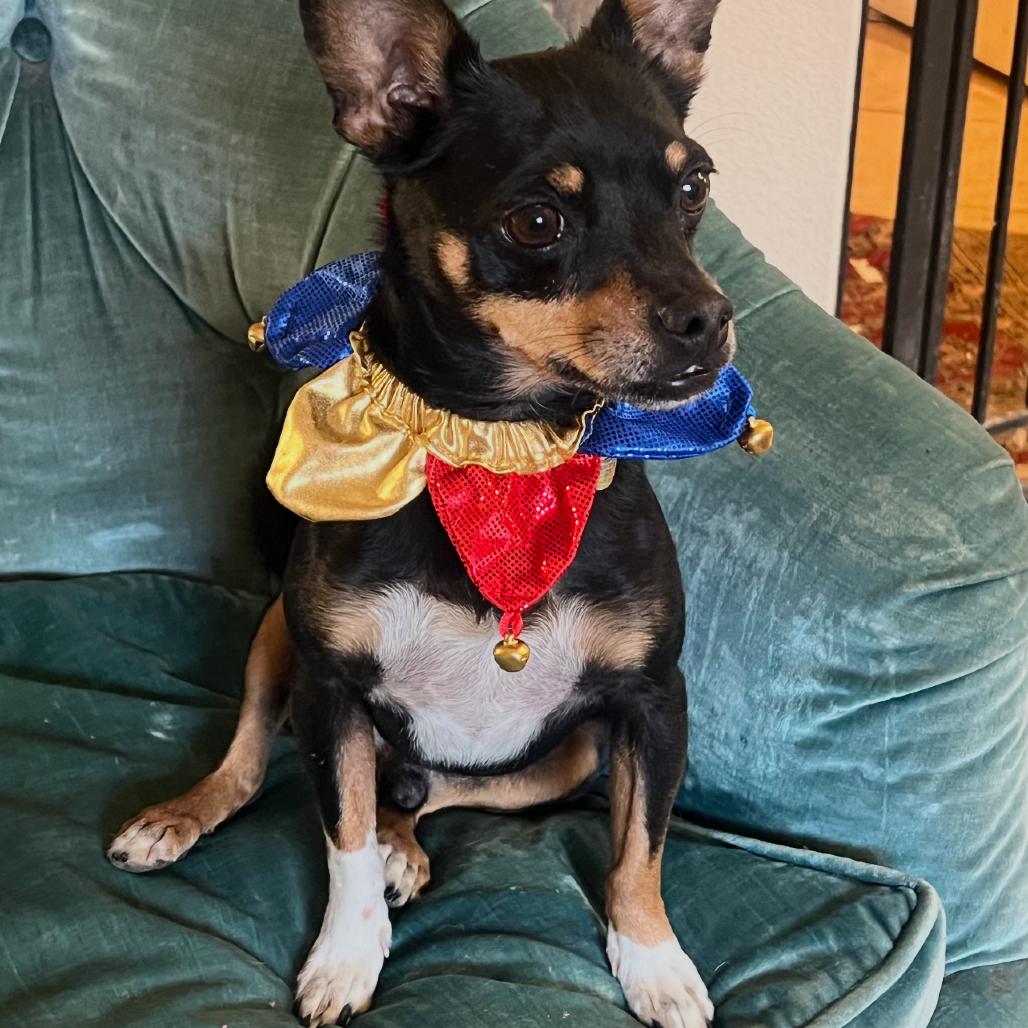 Fideo A1367086, a Adoptable mixed breed in Las Vegas, NV image 1/5