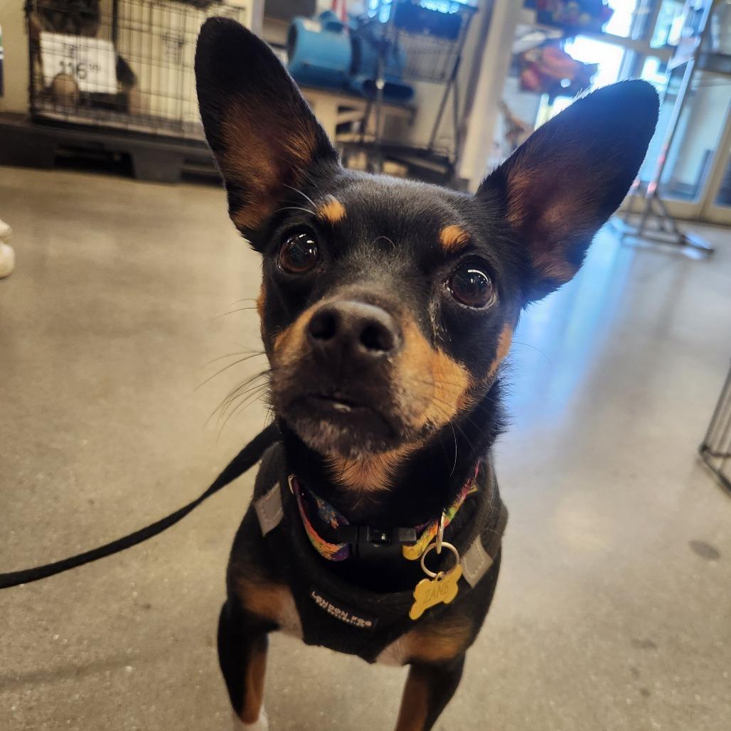 Fideo A1367086, Adoptable, Adult Male Chihuahua & Mixed Breed.