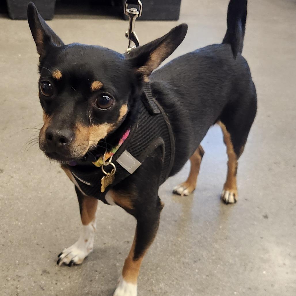 Fideo A1367086, a Adoptable mixed breed in Las Vegas, NV image 4/5