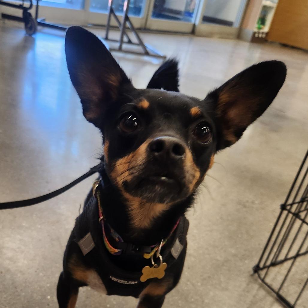 Fideo A1367086, a Adoptable mixed breed in Las Vegas, NV image 5/5