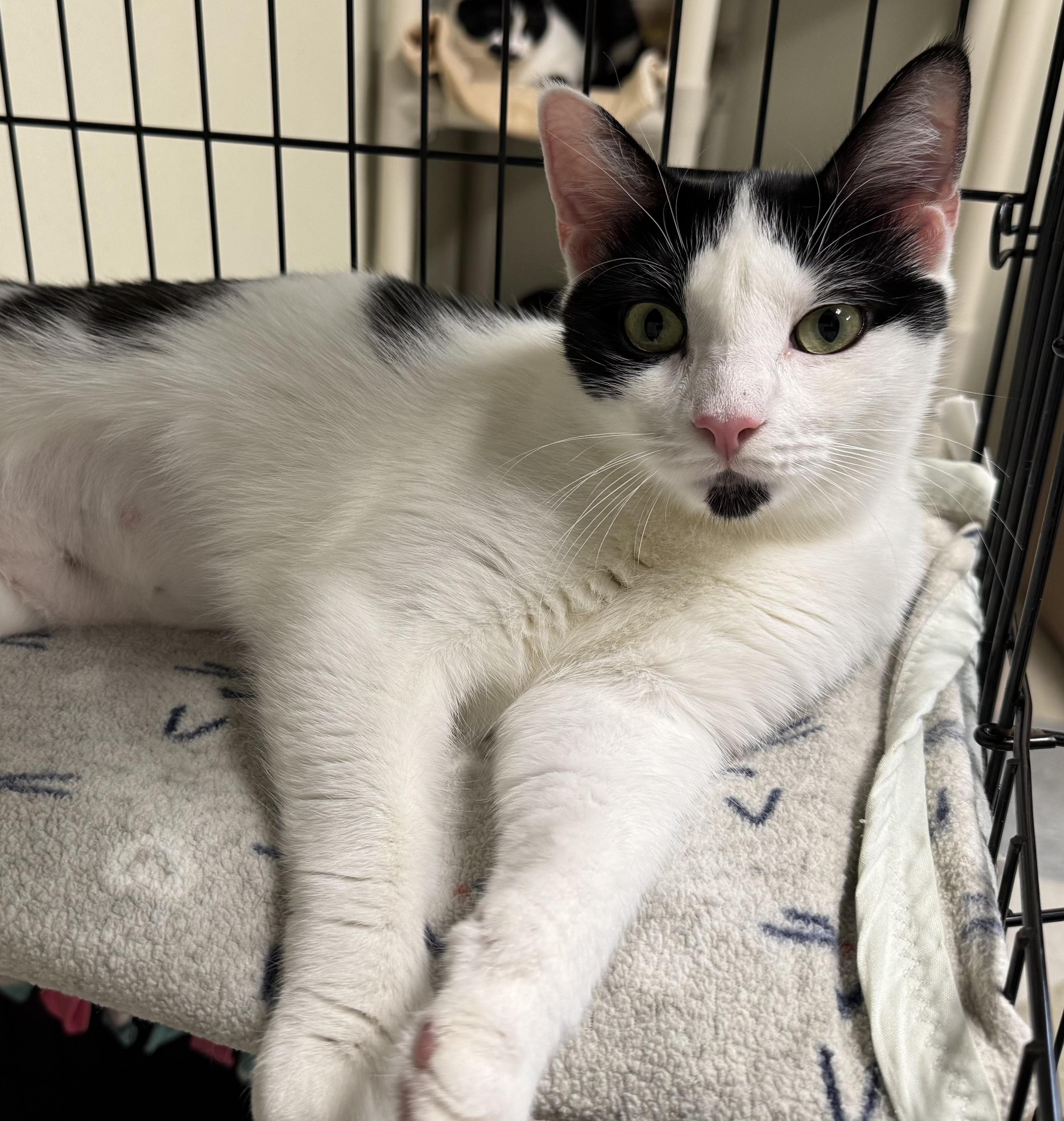 Enlarge Chicha , a ADOPTABLE Domestic Short Hair in Binghamton, NY image 1/1