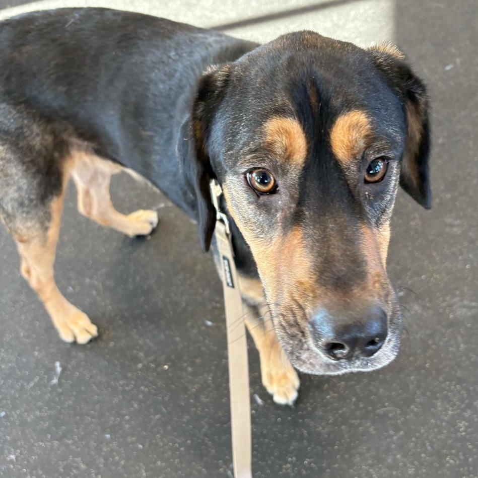 Enlarge Buddy, a Adoptable Mixed Breed in Dover, NH image 3/6