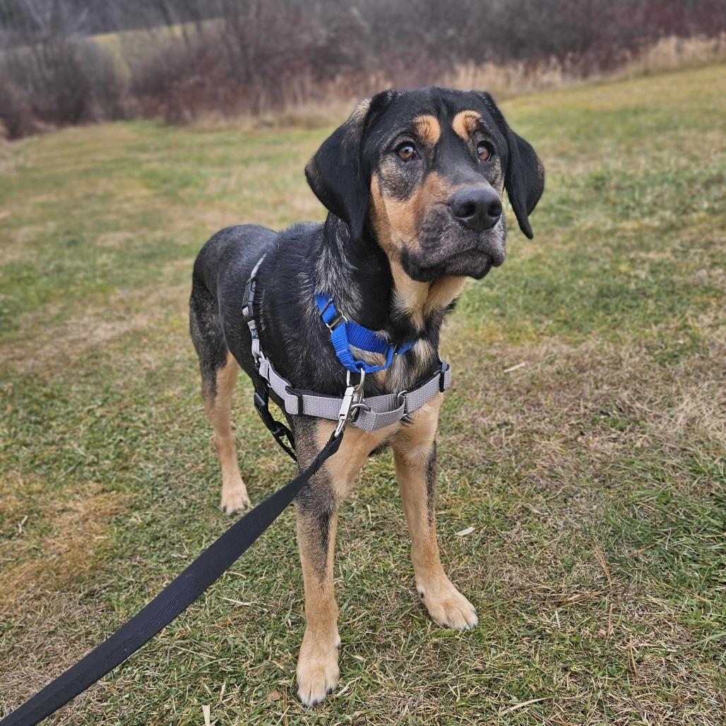 Enlarge Buddy, a Adoptable Mixed Breed in Dover, NH image 5/6