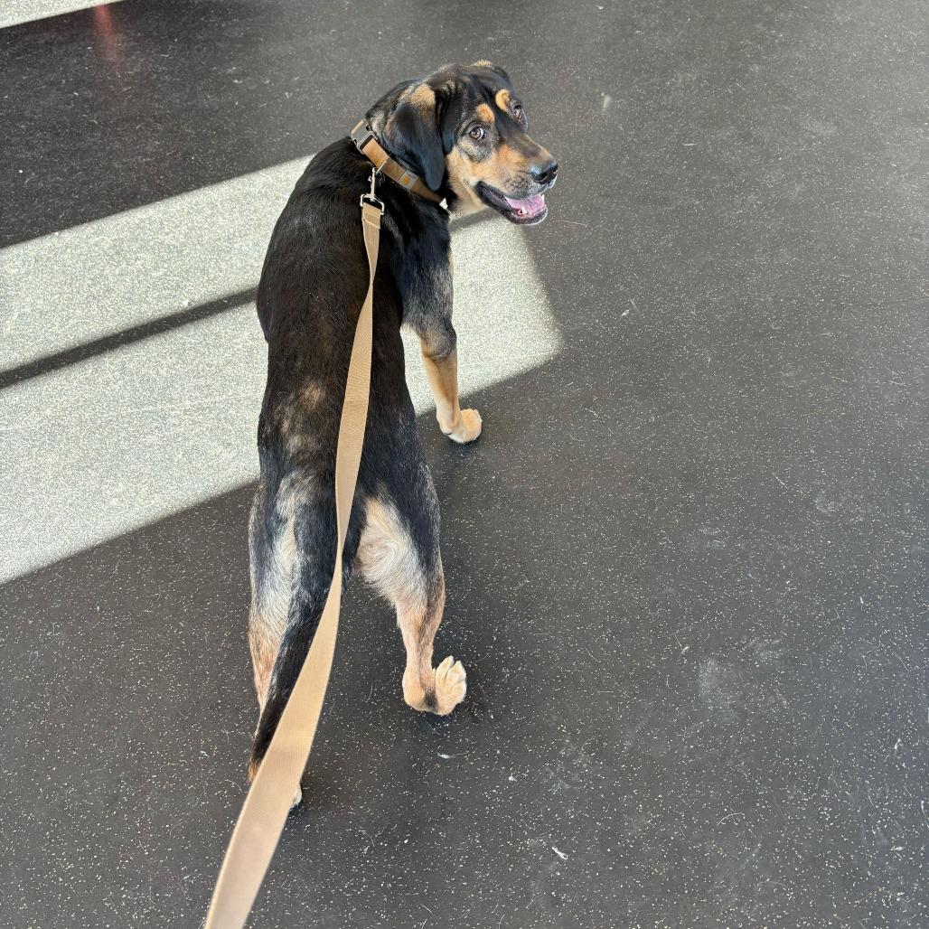 Enlarge Buddy, a Adoptable Mixed Breed in Dover, NH image 6/6