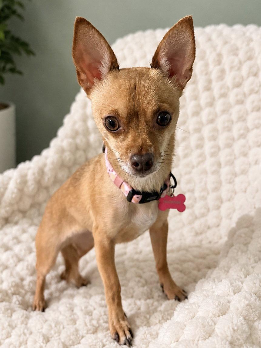 Cinnamon, Adopted, Adult Female Chihuahua.