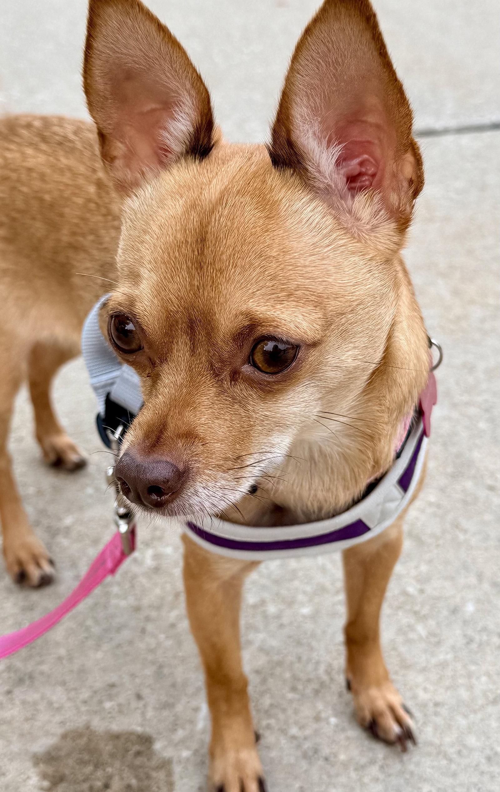 Cinnamon, a Adopted Chihuahua in Rootstown, OH image 2/3
