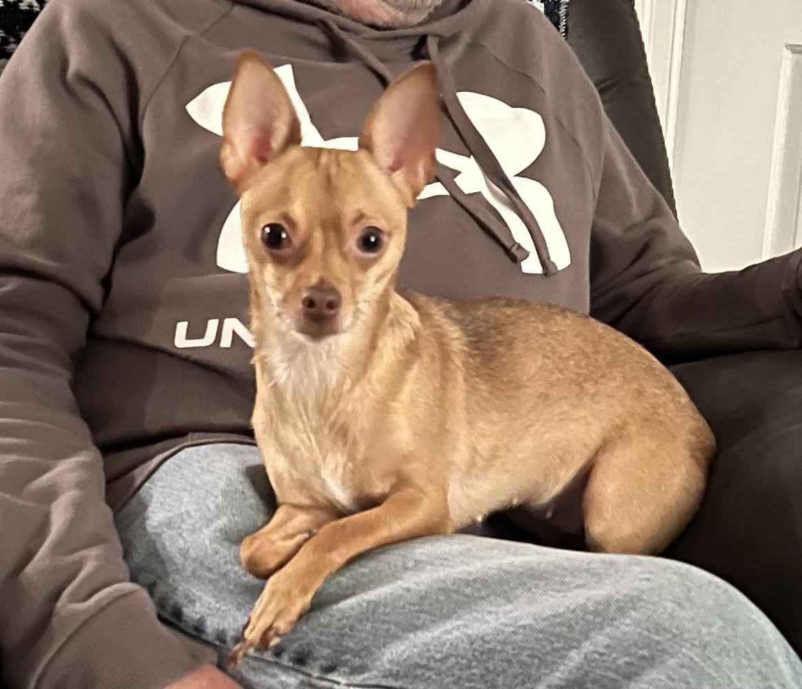 Cinnamon, a Adopted Chihuahua in Rootstown, OH image 3/3